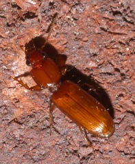 Clivina planicollis