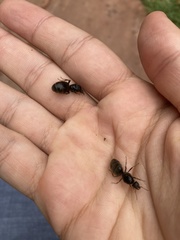 Liometopum apiculatum