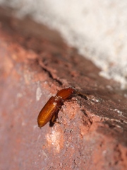 Clivina planicollis