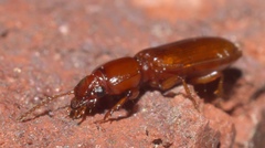 Clivina planicollis