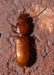 Clivina planicollis