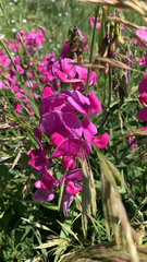 Lathyrus latifolius