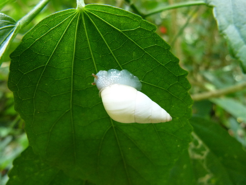 Mesembrinus liliaceus