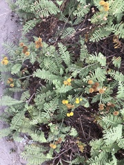 Tanacetum bipinnatum