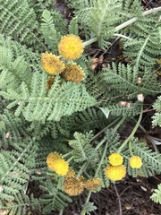 Tanacetum bipinnatum
