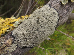 Pannaria implexa