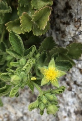 Ivesia saxosa