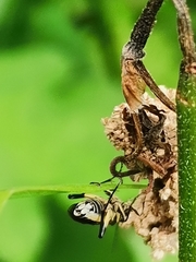 Pachyprotasis rapae
