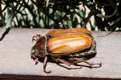 Melolontha pectoralis