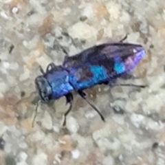 Chrysobothris chlorocephala