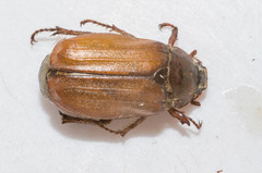 Melolontha pectoralis