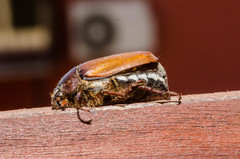 Melolontha pectoralis