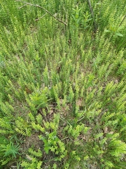 Cruciata glabra
