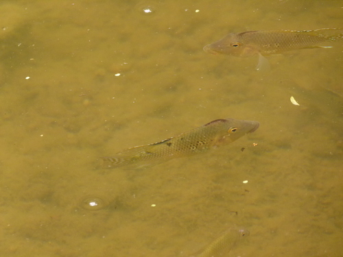 Geophagus steindachneri