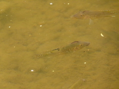 Geophagus steindachneri