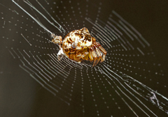 Cyclosa vallata
