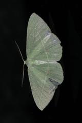 Tanaoctenia dehaliaria