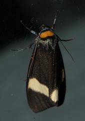 Macrobrochis albifascia