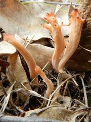 Clavulina vinaceocervina