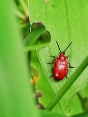 Lilioceris merdigera