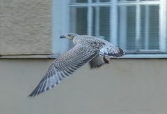 Larus argentatus