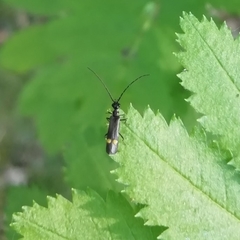 Malthodes marginatus