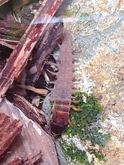 Dysmicohermes disjunctus