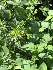 Ranunculus pensylvanicus