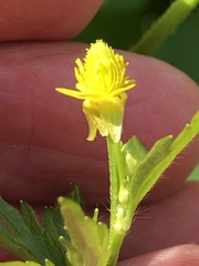 Ranunculus pensylvanicus