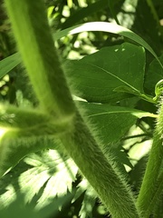 Ranunculus pensylvanicus