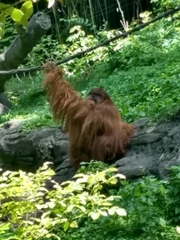 Pongo