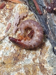 Dysmicohermes disjunctus