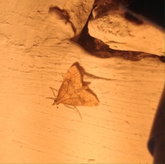 Udea fulvalis