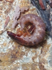 Dysmicohermes disjunctus