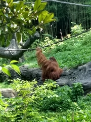 Pongo