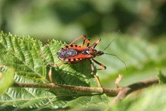 Rhynocoris rubricus
