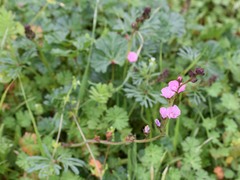 Sidalcea malviflora