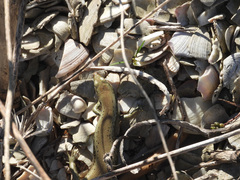 Oligosoma smithi