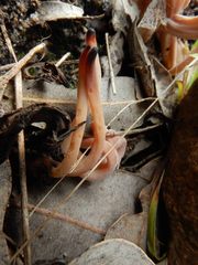 Clavulina vinaceocervina