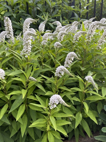 Gooseneck Loosestrife
