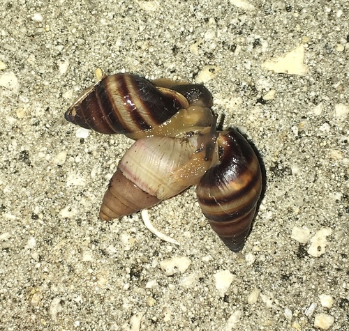 West Indian Bulimulus
