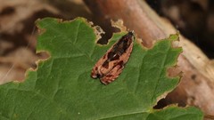 Olethreutes nigranum