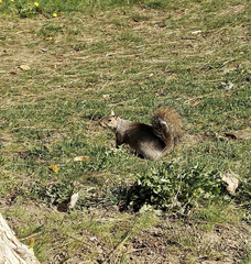 Sciurus niger