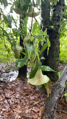 Exobasidium rhododendri