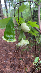 Exobasidium rhododendri