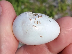 Spiza americana