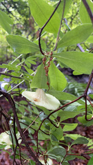Exobasidium rhododendri