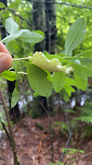 Exobasidium rhododendri
