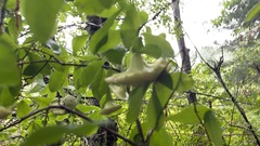 Exobasidium rhododendri