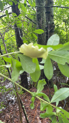 Exobasidium rhododendri